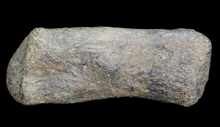 Hadrosaur Finger Bone - Alberta (Disposition #-) #71720